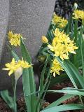 Yellow Onion, Golden Garlic / Allium moly 